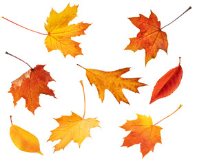 Obraz premium Autumn leaves collage isolated on white background.