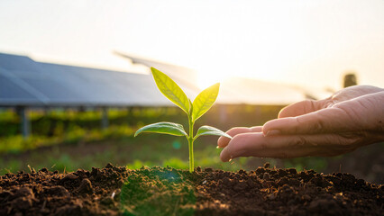 Fototapeta premium Hand Holding Green Seedling with Blurred Solar Panel Background Sustainable Future Concept
