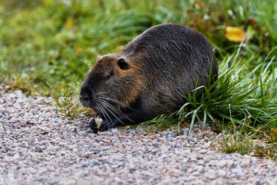 A nutria holds a piece of white bread in its paws. A close-up of a brown water rat with beautiful fur.