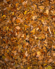 autumn leaves background