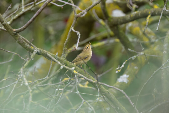 Chiffchaff chirping on a branch, chiffchaff looking curiously upwards and chirping, small yellow-green bird surrounded by bare branches, Phylloscopus collybita