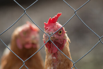 closeup of hen observing through fencing, hen gazes intensely at camera through protective wire