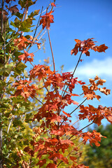 Red maple Acer rubrum sugar with bright red foliage against a blue sky background autumn plant flora nature