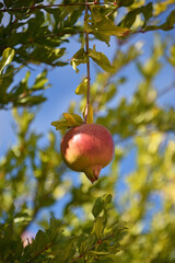 ripe pomegranate hanging on a tree branch green leaves blue sky flora nature