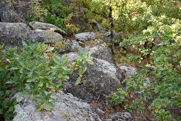 Rocky forest landscape with large boulders and oak bushes, wild nature with dense vegetation and rocky relief summer day