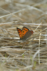 fire-red multi-eyed spotted butterfly from the family of blue butterflies red wings insect sitting on dry grass fauna nature