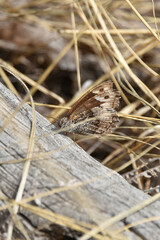 Satyr butterfly Hipparchia fagi Hipparchia syriaca Brown Forest gray family Nymphalidae brown color and dark eyespots on the wings insect fauna nature summer
