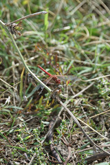 A dragonfly is a flying insect belonging to the infraorder Anisoptera an insect fauna nature summer