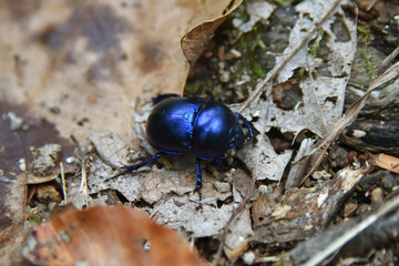 The spring dung beetle Trypocopris vernalis is an important role in the ecosystem of insects fauna nature