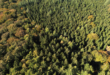 Luftaufnahme eines Mischwaldes