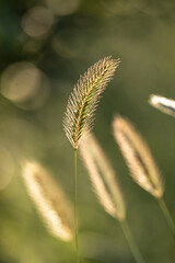 A close up of wild grass, with evening light and selective focus