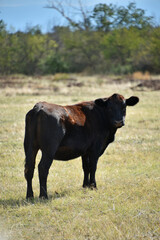 One calf hornless cow Aberdeen Angus beef cattle breed has a black coat animal pasture fauna nature autumn summer