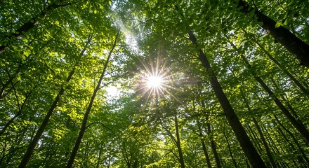 Sunlight streaming through green forest canopy, looking up at trees