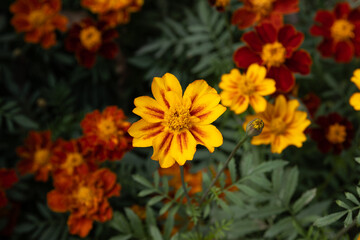 Close-up of a beautiful yellow marigold flower with green leaves bloom in the garden