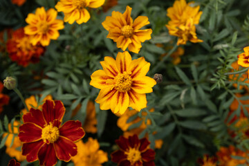 Close-up of a beautiful yellow marigold flower with green leaves bloom in the garden