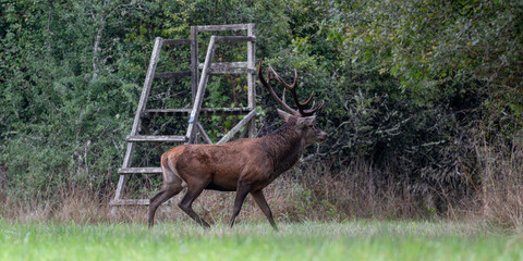 Mature Red deer stag in alert trotting next to a small hunting post in a plain during the rut. Cervus elaphus, Sologne, Loiret 45, région Centre Val de Loire, France, European Union, Europe