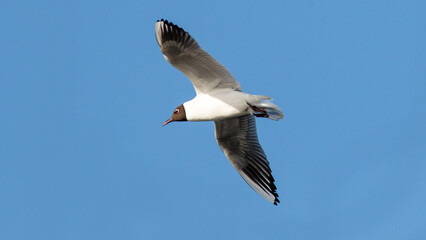 seagull in flight