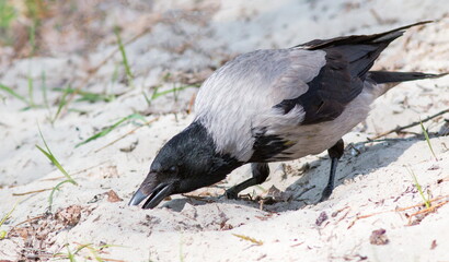 crow on the beach