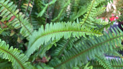 Lush green fern foliage close-up for nature decor or botanical design