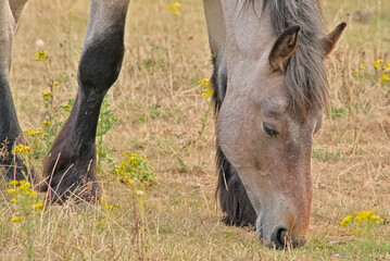 Brown belgian brabantian horse grazing in a dry summer field in Bourgoyen nature reserve, Ghent, Flanders, Belgium 