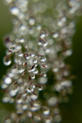 Macro photo of round raindrops on fresh green grass.