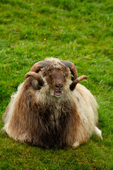 Obraz premium Sheep grazing on lush grass in Tórshavn, Faroe Islands.