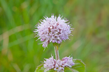 Close up of a devils bit scabious (succisa pratensis) flower in bloom 