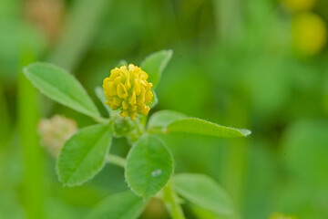 Yellow flowers of a black medic plant, selective focus with green bokeh background - Medicago lupulina 