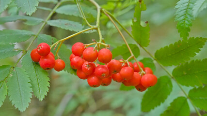 Bright red berries and green lears of European mountain ash - Sorbus aucuparia
