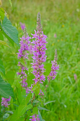 Purple loosestrife flowers ,selective focus - Lythrum salicaria 