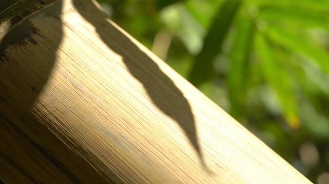 Bamboo Texture and Bright Shadows Casting Over Natural Wood With Green Foliage Background