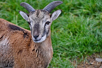 Close up of a mountain goat
