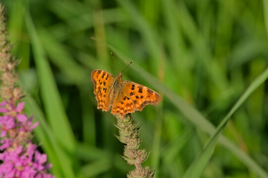 Bright orange comma butterfly on a loosestrife flower, selective focus - Polygonia c-album 