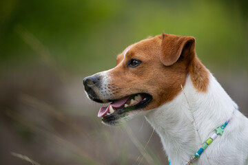 Jack Russell terrier portrait in a nature 