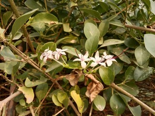 volkameria inermis flower pattern or Embrert flower pattern in the garden 