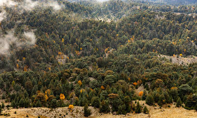 Dense forest landscape on a mountainside in autumn