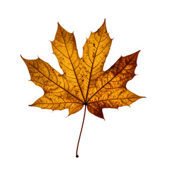 Fototapeta premium A single autumn leaf isolated on transparent background