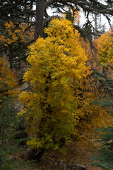 Autumn forest trees showing vibrant yellow foliage