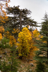 Autumn forest trees showing vibrant yellow foliage