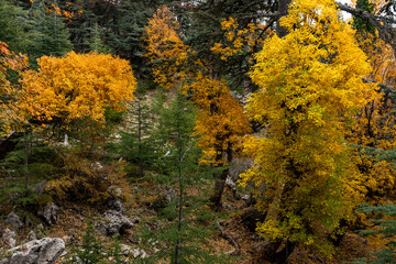 Fototapeta premium Autumn forest trees showing vibrant yellow foliage