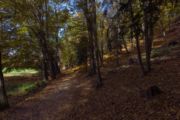 Forest autumn colorful landscape. Trees and paths with colorful leaves