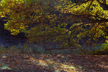 Forest autumn colorful landscape. Trees and paths with colorful leaves