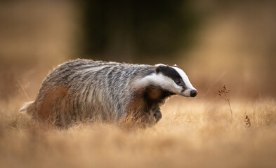 Badger close up ( Meles meles )
