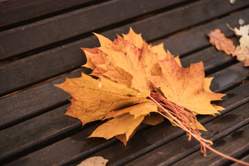 Stack of Golden Autumn Maple Leaves on Wood