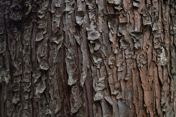 wood texture in high contrast and good resolution	