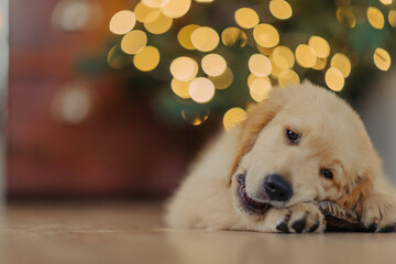 A golden Retriever puppy eats New Year. Christmas tree. Dog eat. A golden Retriever eat.
