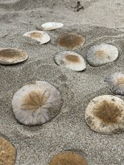 Sand dollars in the sand on a beach
