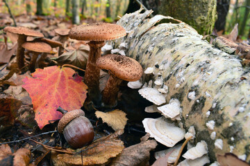 Armillaria. mushrooms and acorn under the tree in the autumn forest in the leaves. dry leaves and a group of mushrooms, in a forest or park. beautiful autumn background. close-up