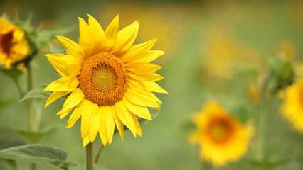 sunflower. Yellow sunflowers, good harvest, bright sunny flower. farming, vegetable garden, field, growing seeds for oil. health benefits, Sunflower oil improves skin health, promote cell regeneration