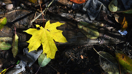 Dry leaves on the ground in a beautiful autumn forest. autumn background, fallen leaves in a forest or park. Grove. selective soft focus. autumn colors, beautiful season. autumn season, first frosts